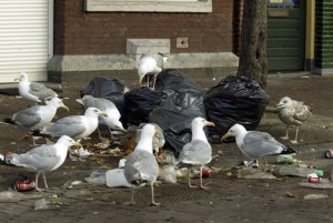 Meeuwenoverlast in Leiden