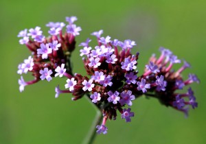 IJzerhard (Verbena bonariensis)