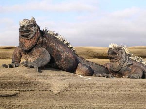 Haast een algemeen gezicht op de Galapagos: Relaxende leguanen. 