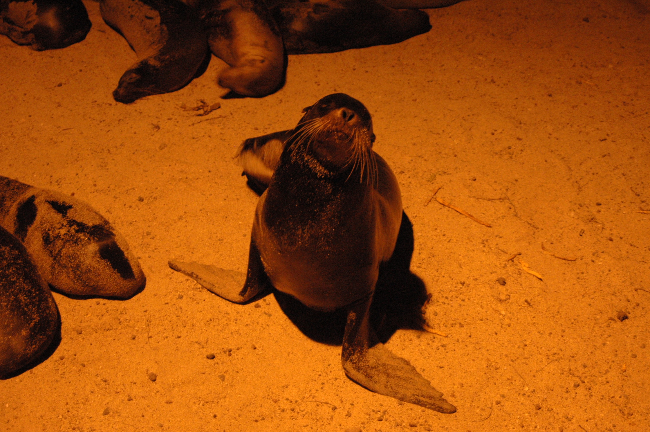 Galapagos avontuur I: De Galapagos Zeeleeuw