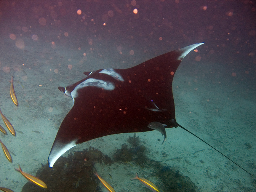 Galapagos avontuur II: Op zoek naar de manta