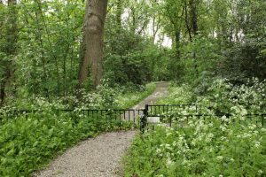 De Leidse Hout park wandelroute bos